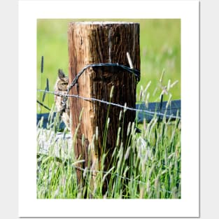 Peekaboo Great Horned Owl Posters and Art